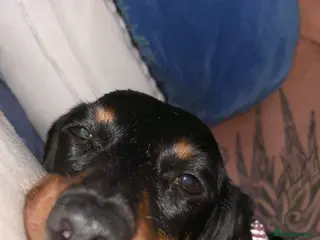Miniature Dachshund dogs Pippa - Advert 1
