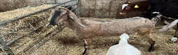 Goats livestock for sale: Selection of goats for sale  - Advert 6
