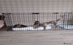 Whippet dogs for sale: Whippet  - Image 4