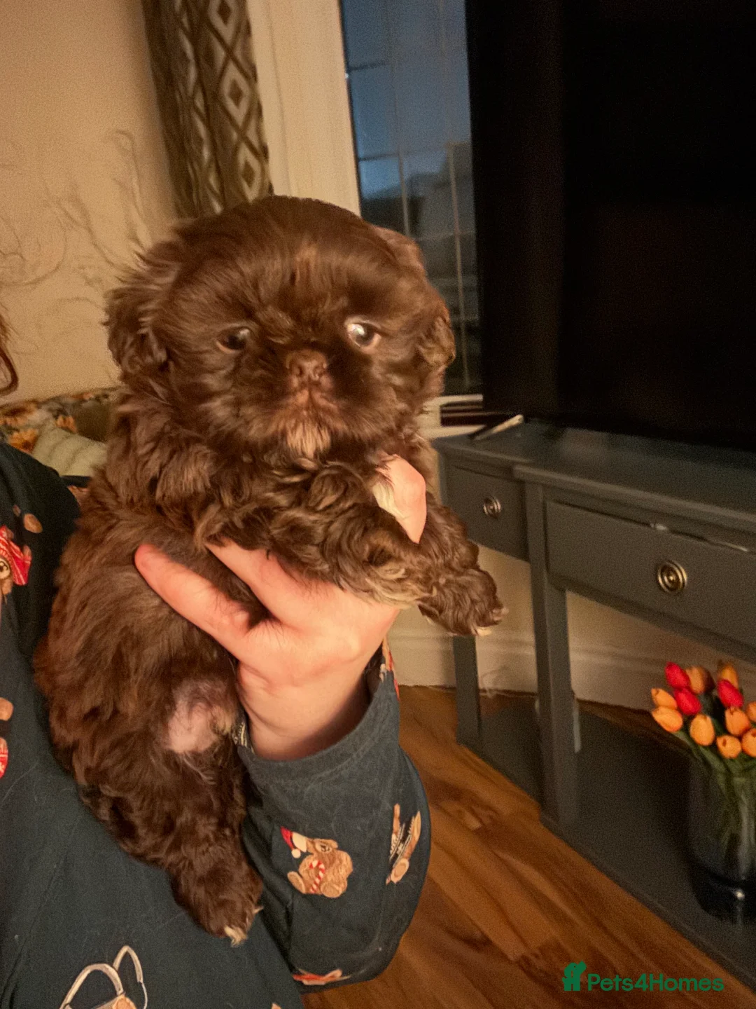 Shih Tzu dogs for sale: 3 beautiful Shih Tzu puppies for sale  - Advert 2