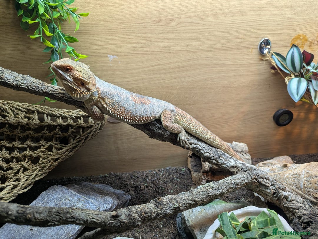 Bearded Dragon reptiles for sale: Beautiful Red Bearded Dragon (10 months)  - Advert 8