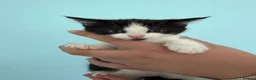 Mixed Breed cats for sale: Beautiful kittens  - Advert 4