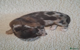 Sprocker dogs for sale: Gorgeous Merle Sprockers.  - Image 19