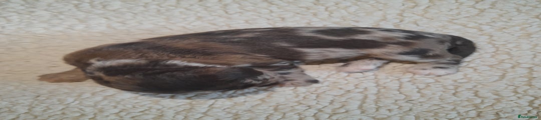 Sprocker Puppy 3