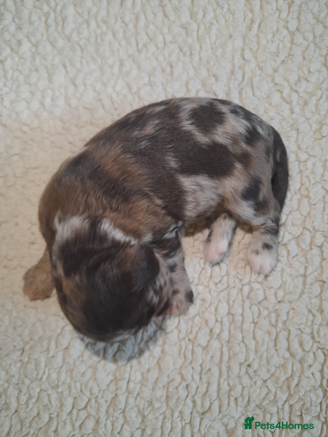 Sprocker dogs for sale: Gorgeous Merle Sprockers.  - Image 19
