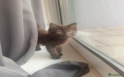 Mixed Breed cats for sale: Fluffy Chocolate colour boy left  - Image 2