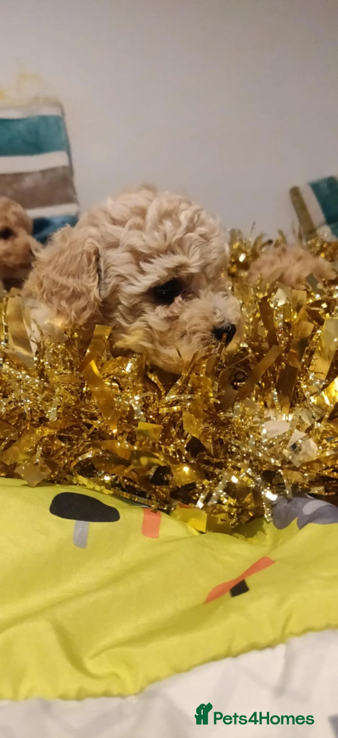 Maltipoo dogs for sale: Beautiful maltipoo puppys - Advert 15