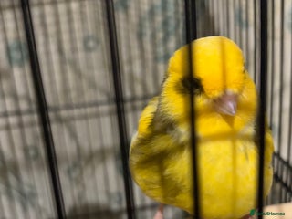 Canaries birds Border buff pair canaries - Advert 6