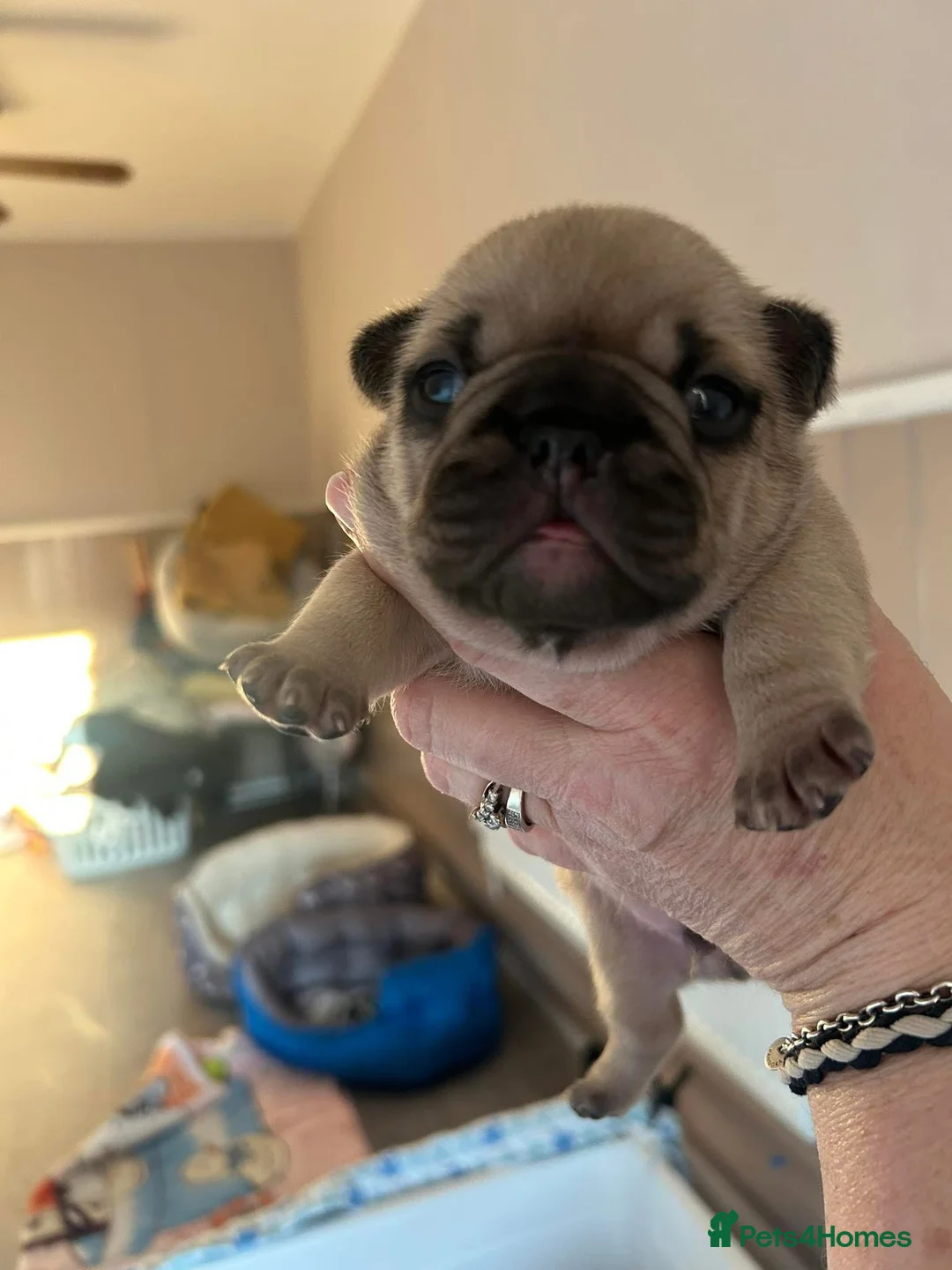 French Bulldog dogs for stud: Denzel- Open for Stud- PROVEN. Son of Super Ted  in Gillingham - Advert 22