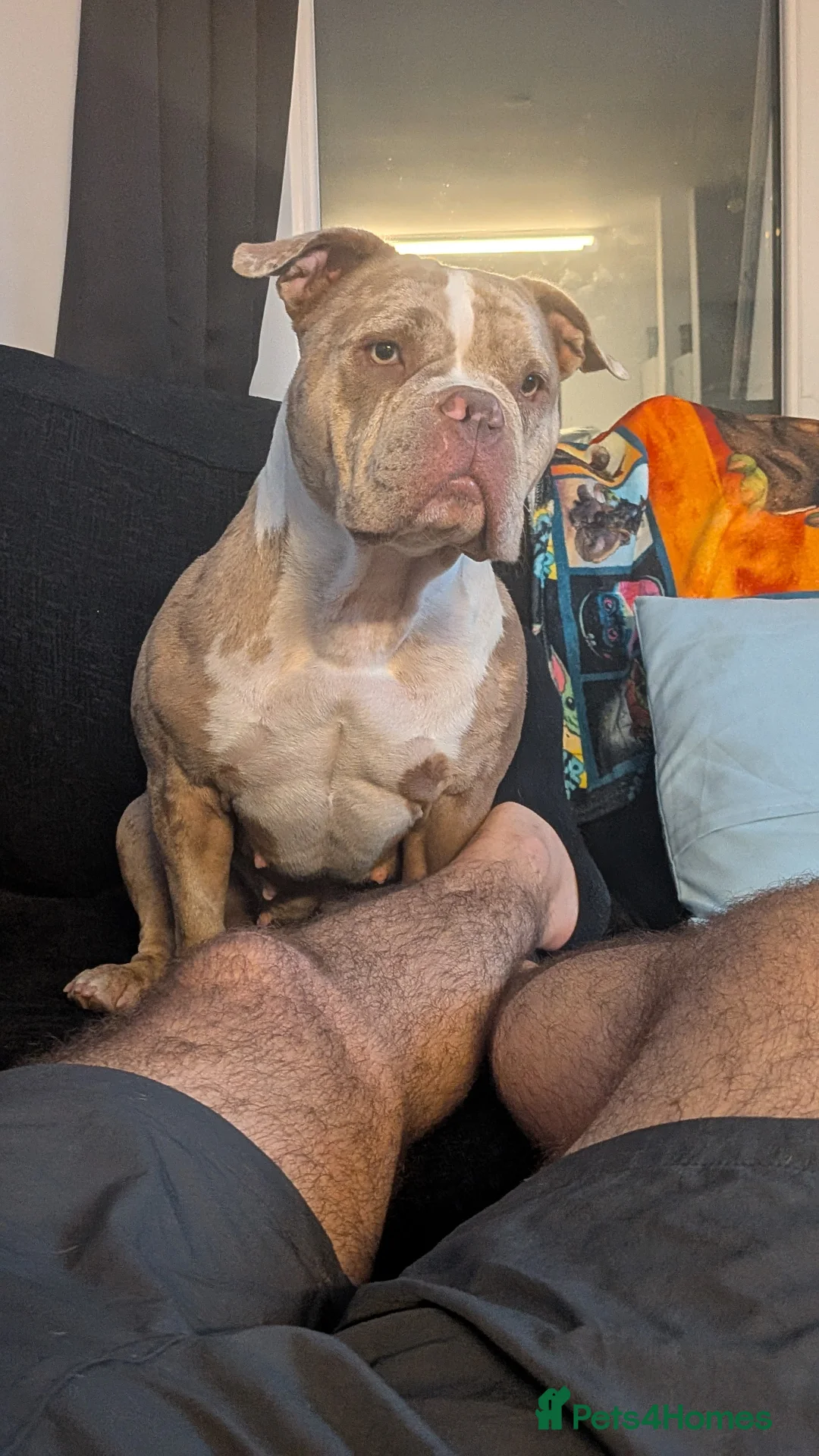 American Bully dogs for sale: Bully for rehoming - Advert 2