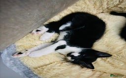 British Shorthair cats for sale: Beautiful kittens  - Image 11