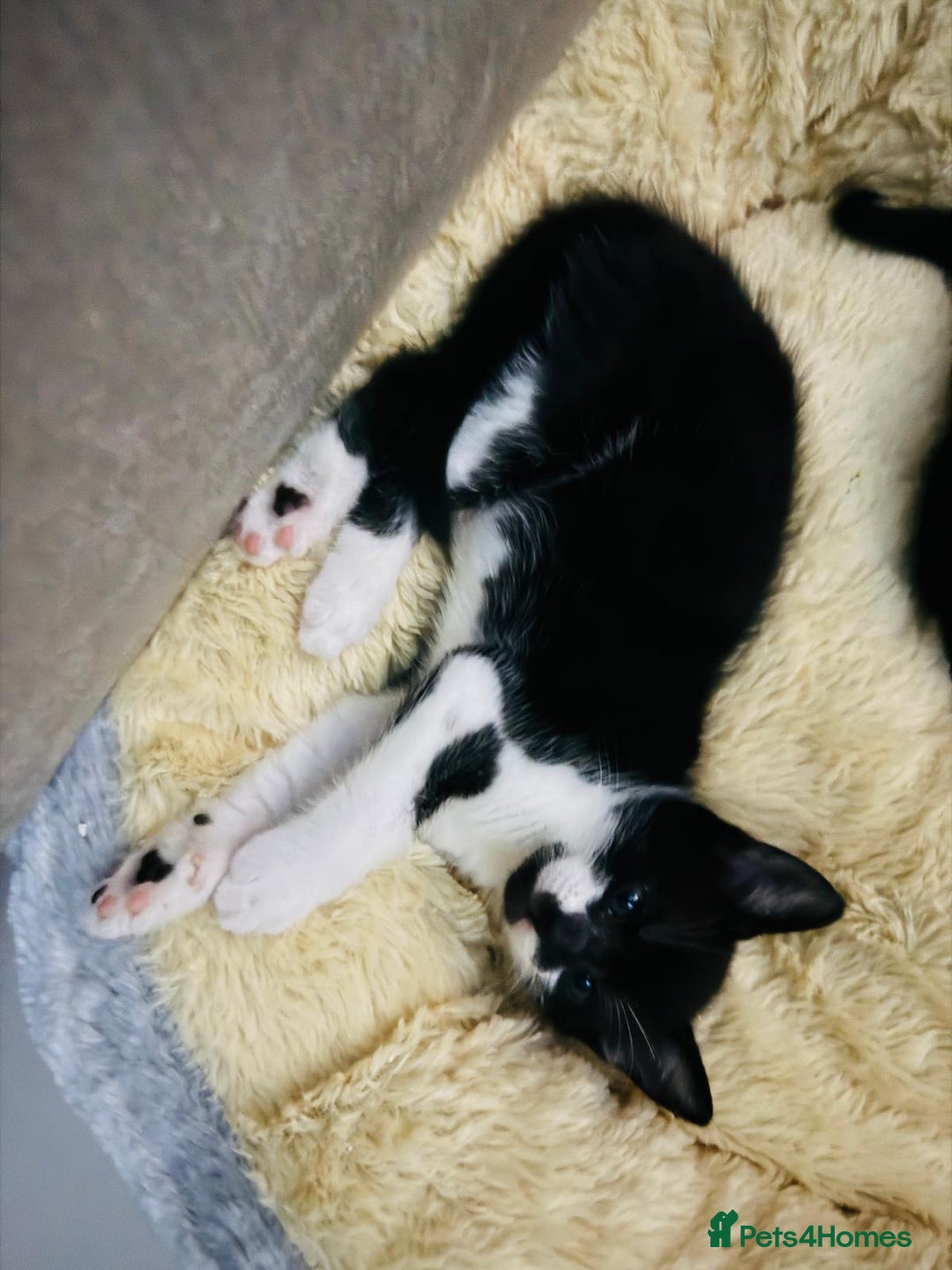 British Shorthair cats for sale: Beautiful kittens  - Image 11