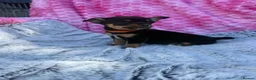Chihuahua dogs for sale: Beautiful chihuahua puppies - Advert 11