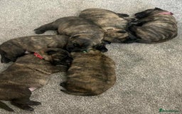 Belgian Shepherd Dog dogs for sale: Dutch shepherd puppies  - Image 9