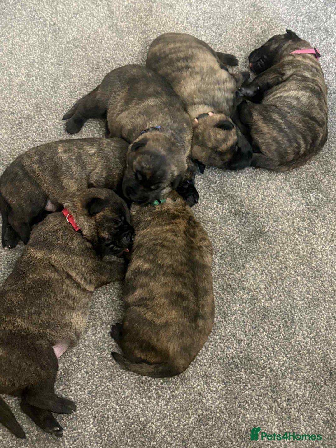 Belgian Shepherd Dog dogs for sale: Dutch shepherd puppies  - Image 9