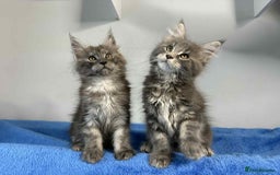 Maine Coon cats for sale: Kittens Maine Coon registered with Gccf  - Image 19