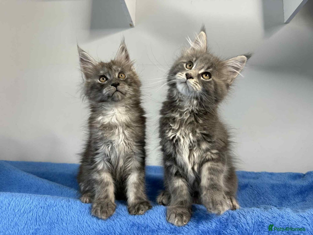 Maine Coon cats for sale: Kittens Maine Coon registered with Gccf  - Image 19