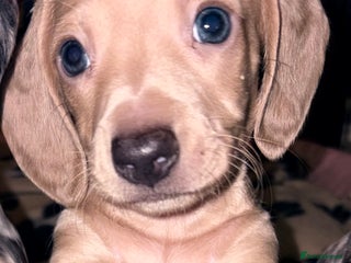 Miniature Dachshund dogs Reduced READY NOW Beautiful unique babies - Advert 18