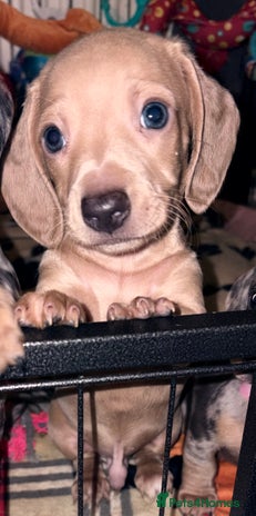 Miniature Dachshund dogs Beautiful unique babies - Advert 8