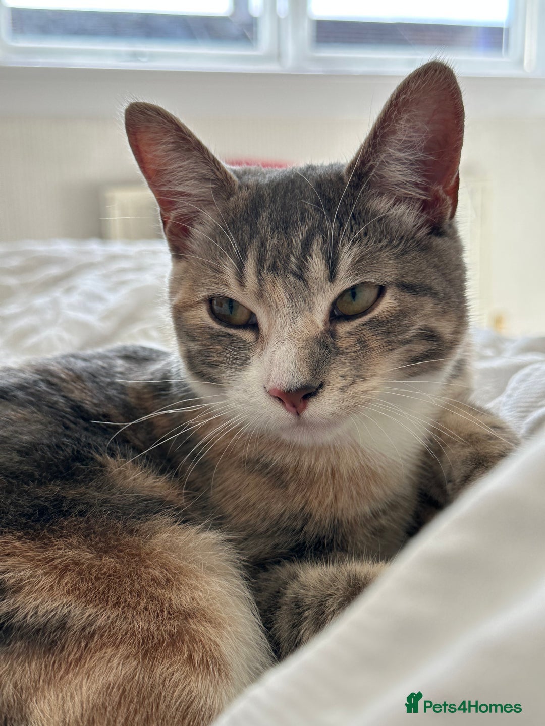 Mixed Breed cats for sale: Two ginger boys - Image 12