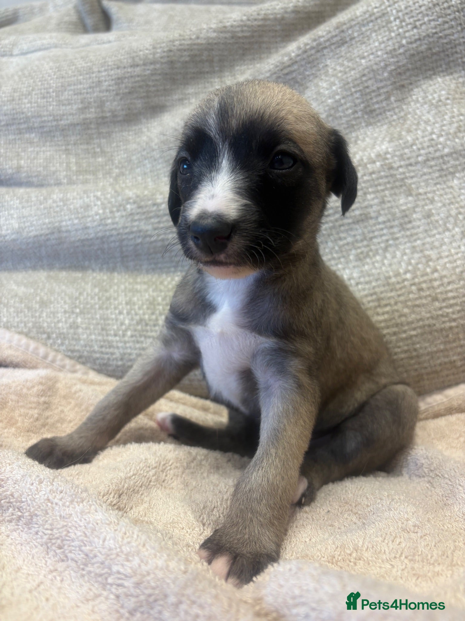 Mixed Breed dogs Whippet x lurcher pups - Advert 20