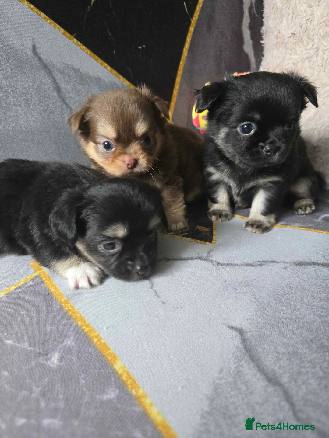 Chihuahua dogs for sale: 3 Adorable little princes chihuahua puppies - Image 2