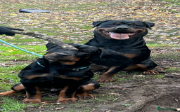 Rottweiler dogs for stud: BEAR 🐻 BEAUTIFUL ROTTWEILER FOR STUD  - Image 7