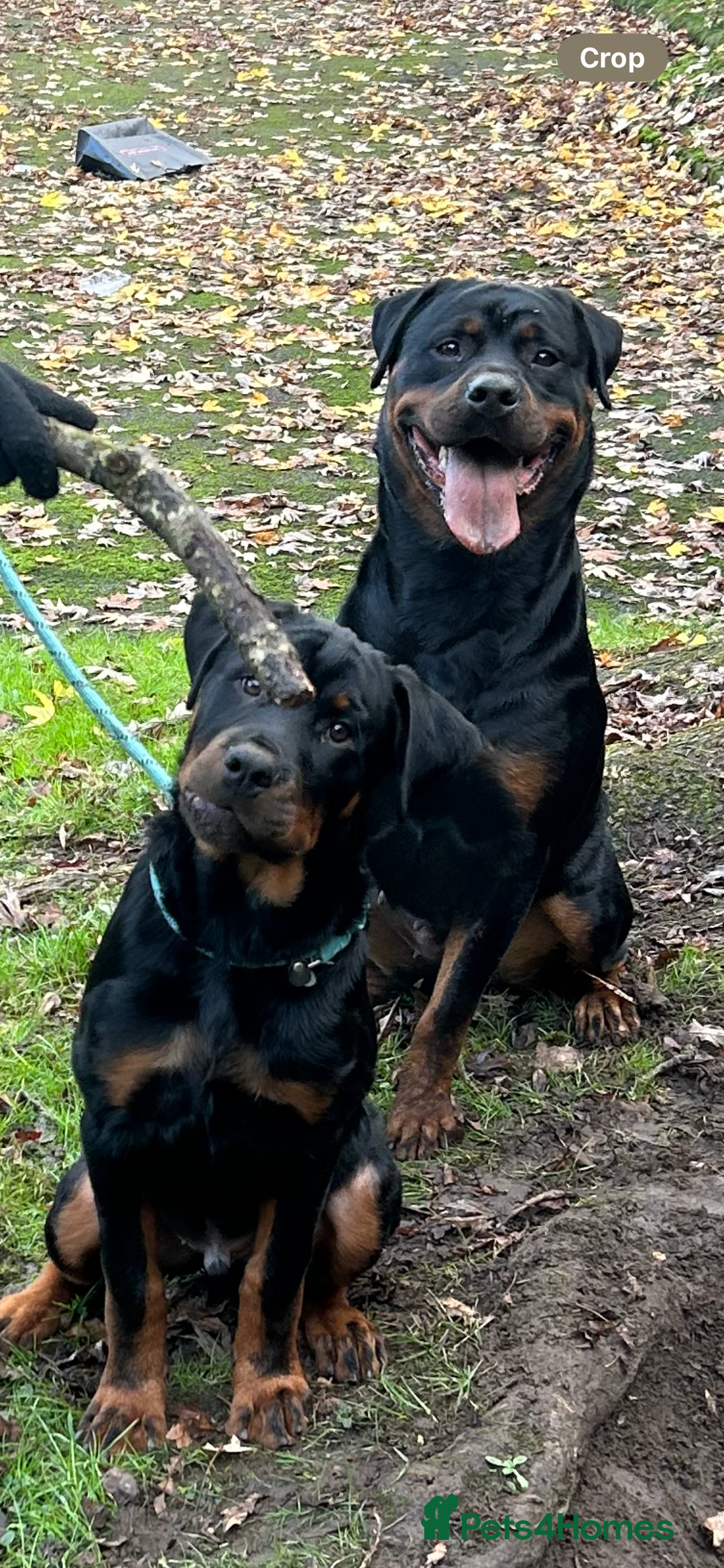 Rottweiler dogs for stud: BEAR 🐻 BEAUTIFUL ROTTWEILER FOR STUD  - Image 7