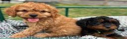 Cavapoo dogs for sale: Black and Tan Cavapoos - Advert 23