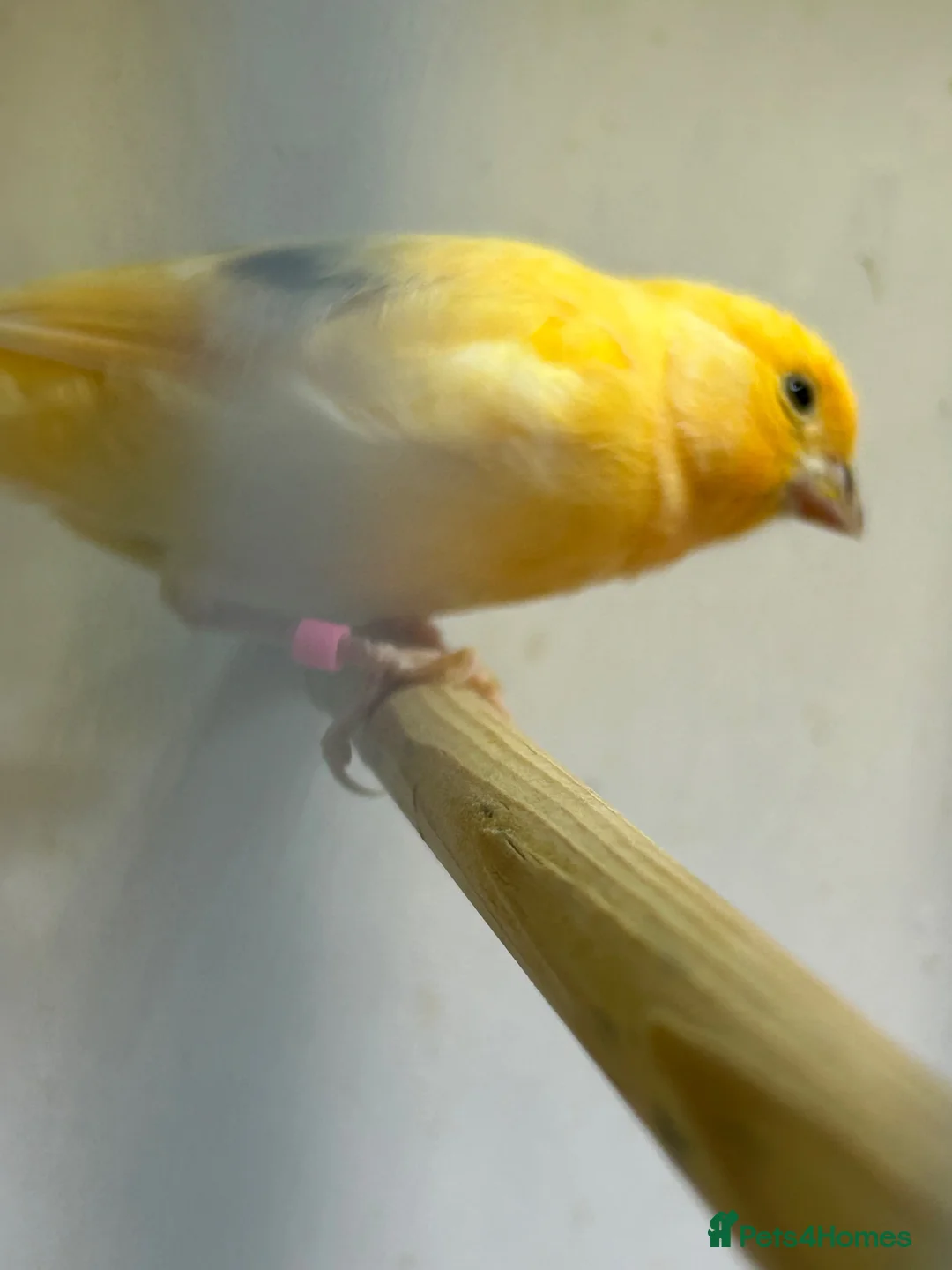 Canaries birds for sale: 5 young aviary bred canaries for sale - Advert 9