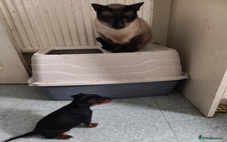 Mixed Breed dogs for sale: Toy Terrapin puppies for sale  - Image 2