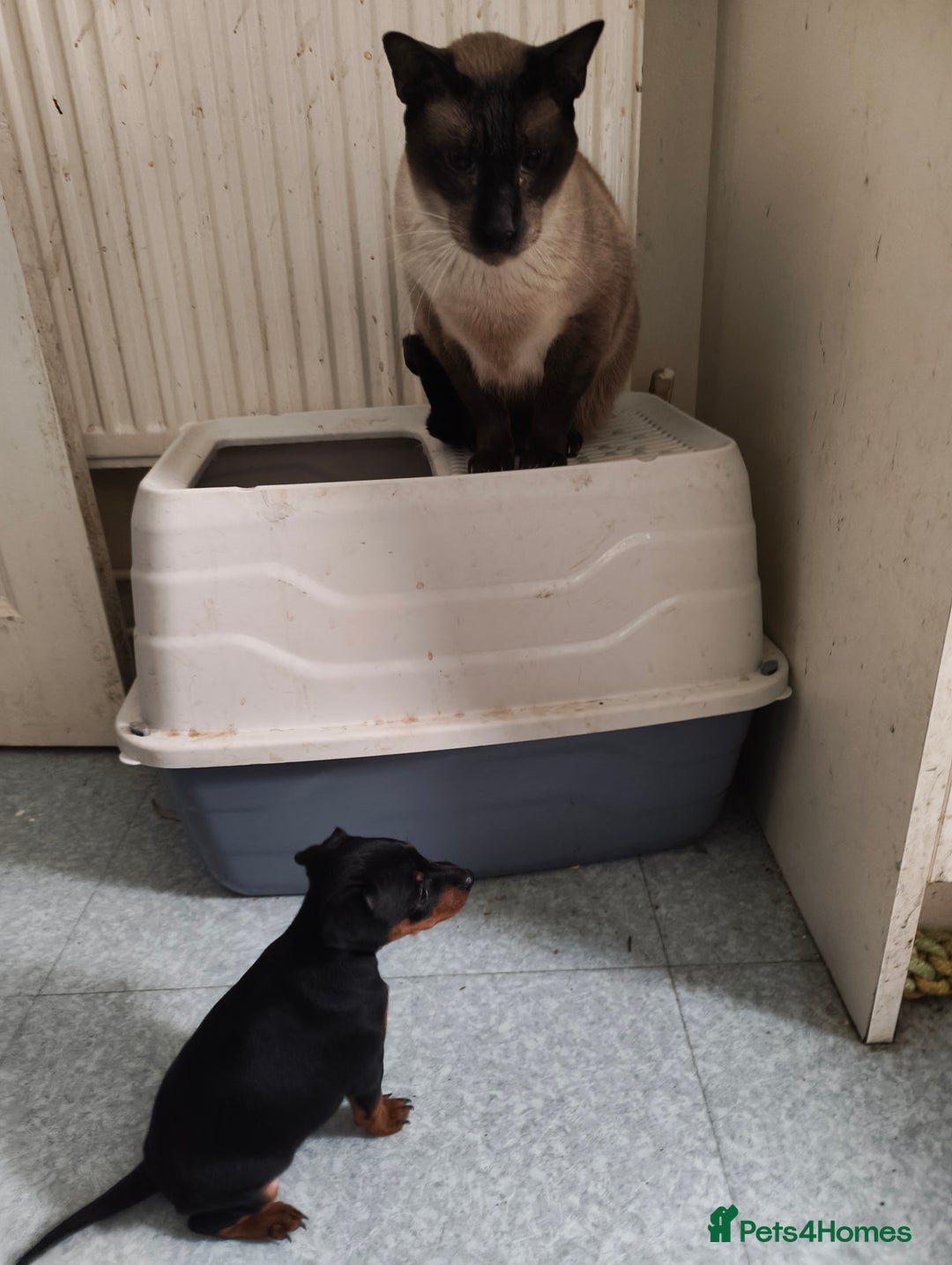 Mixed Breed dogs for sale: Toy Terrapin puppies for sale  - Image 2
