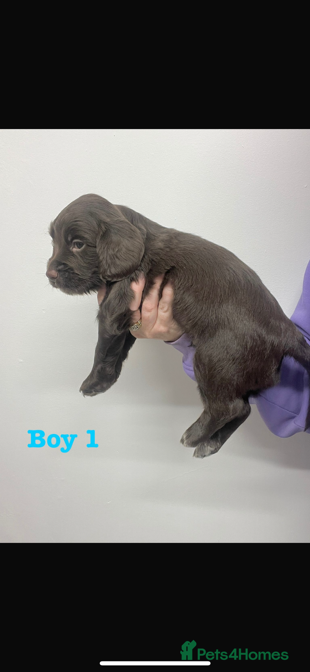 Cocker Spaniel dogs for sale: Cocker Spaniel Puppies for sale  - Advert 2