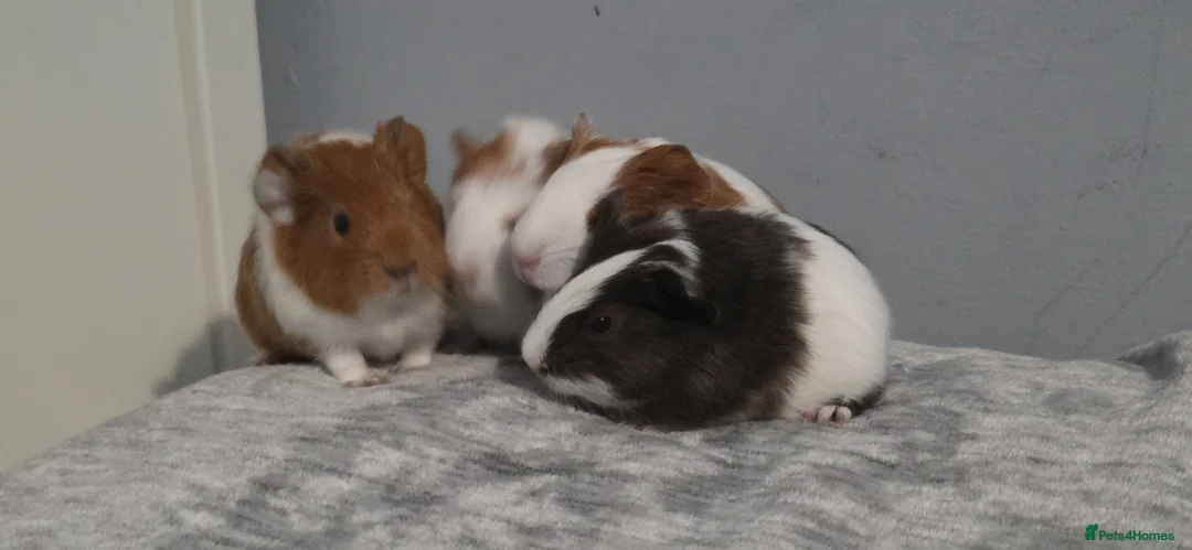 Guinea Pig rodents for sale: Baby Guinea pig's Boys and two girls  - Advert 2