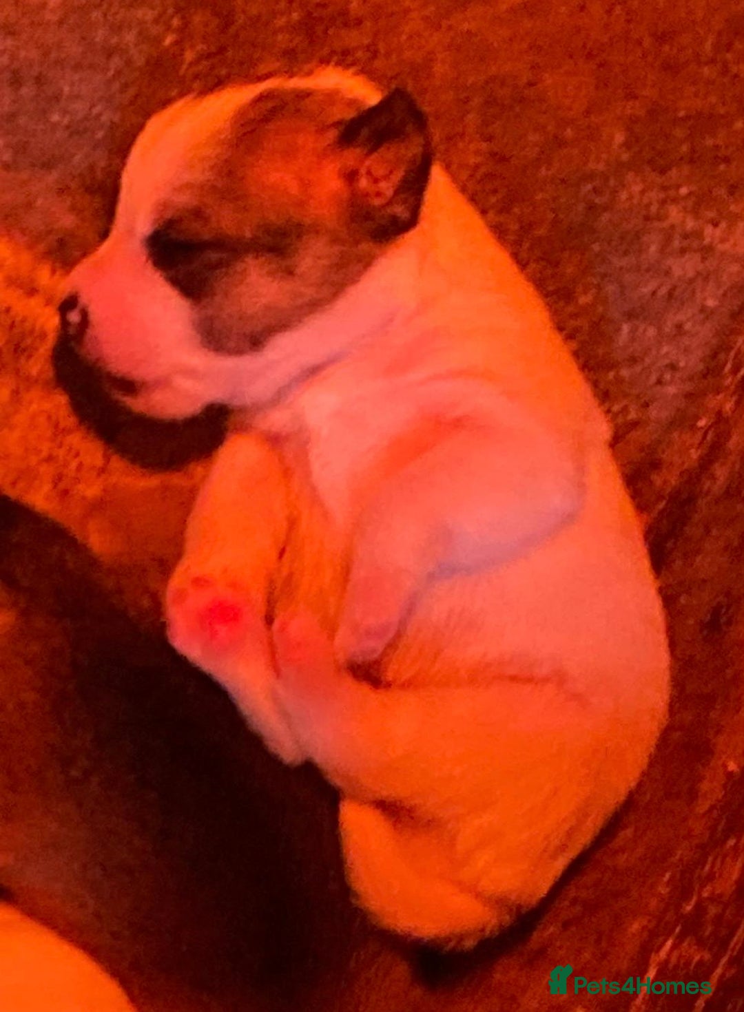 Jack Russell dogs for sale:  **  JACK RUSSELL PUPPIES - Image 3