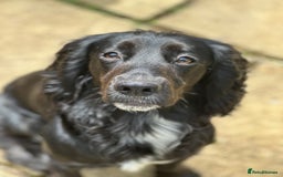Cocker Spaniel dogs for sale: Upcoming Litter: KC Working Cocker Puppies - Image 6