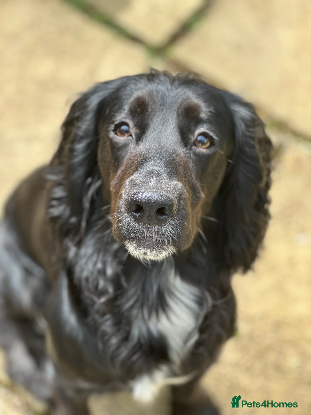 Cocker Spaniel dogs for sale: Upcoming Litter: KC Working Cocker Puppies - Image 6
