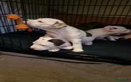 Staffordshire Bull Terrier dogs for sale: From Our Family to Yours - Image 15