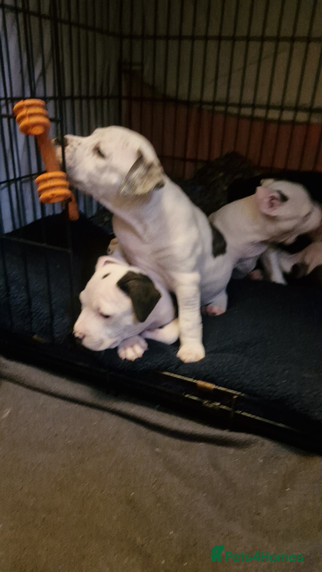 Staffordshire Bull Terrier dogs for sale: From Our Family to Yours - Image 15