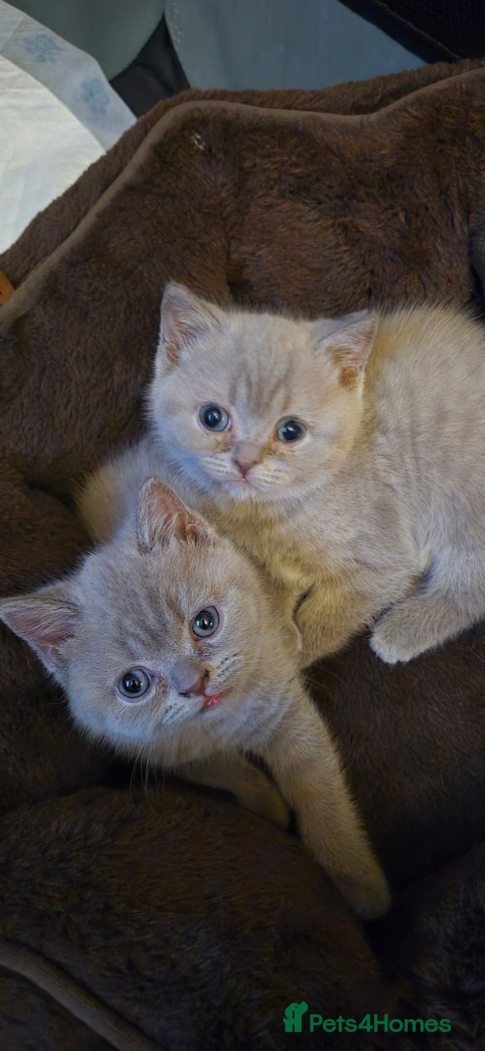 British Shorthair cats LAST ONE! One lilac British Shorthair  - Advert 2