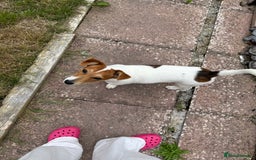 Jack Russell dogs for sale: Looking for a loving home for Jacko - Image 3