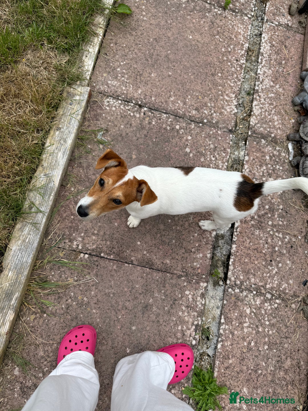 Jack Russell dogs for sale: Looking for a loving home for Jacko - Image 3