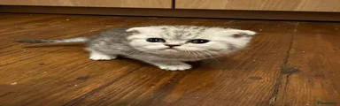 Scottish Fold 2