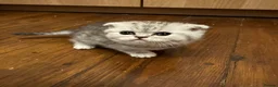 Scottish Fold cats for sale: Beautiful Scottish Fold Kittens — for Loving Homes - Advert 10