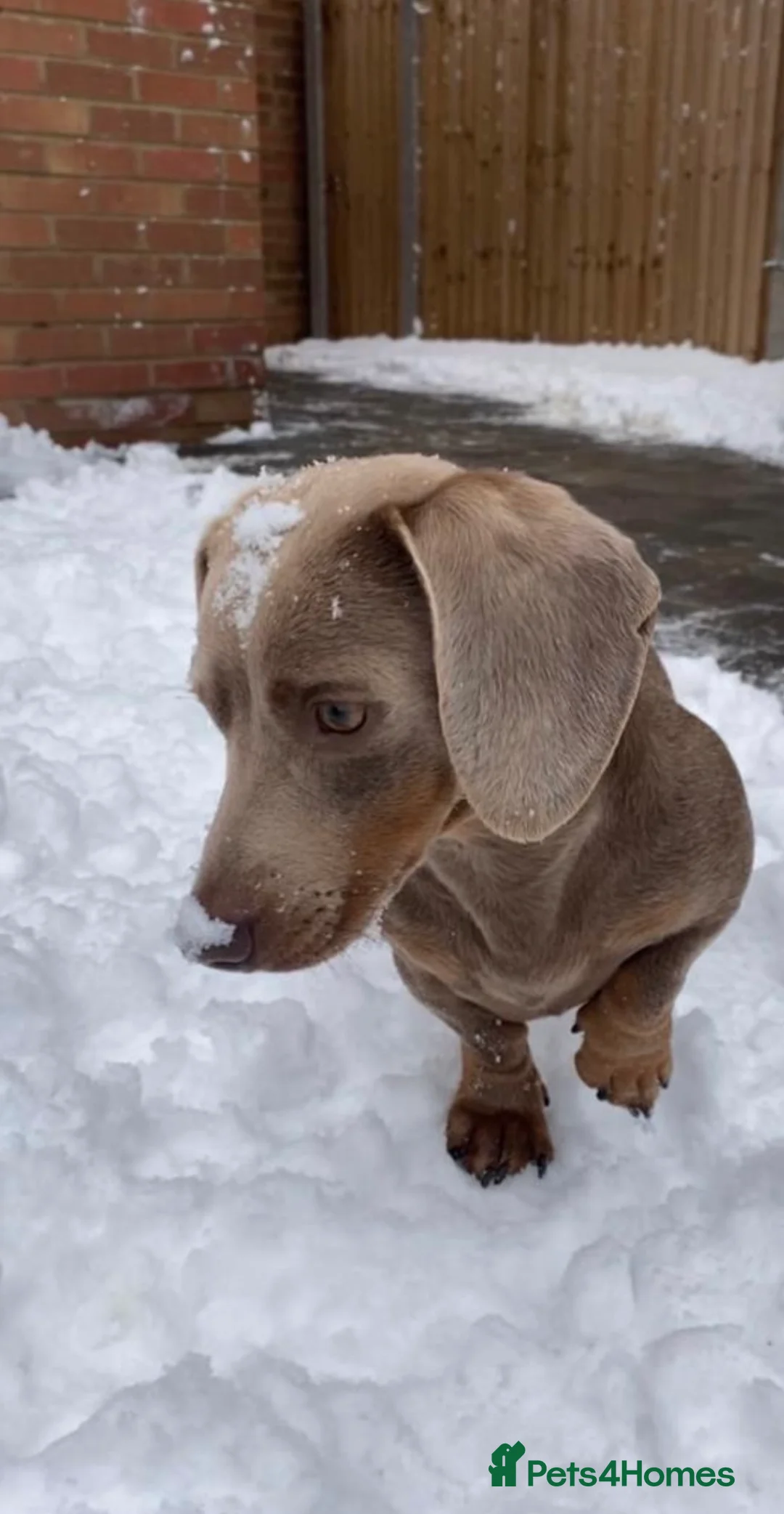 Miniature Dachshund dogs for stud: KC Reg Isabella & tan carrying long hair / pied in Welwyn - Advert 2