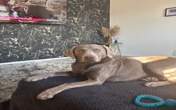 Labrador Retriever dogs for stud: Silver Labrador Stud - Image 6