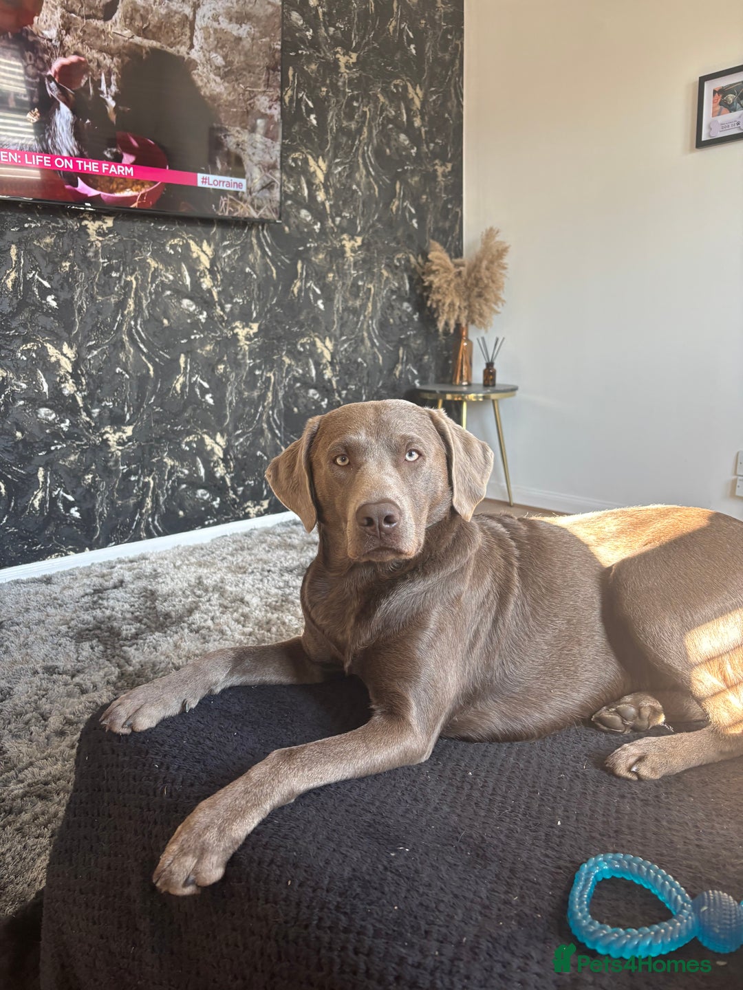 Labrador Retriever dogs for stud: Silver Labrador Stud - Image 6