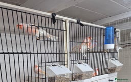 Canaries birds for sale: Stunning Red Mosaic Canaries - Image 2