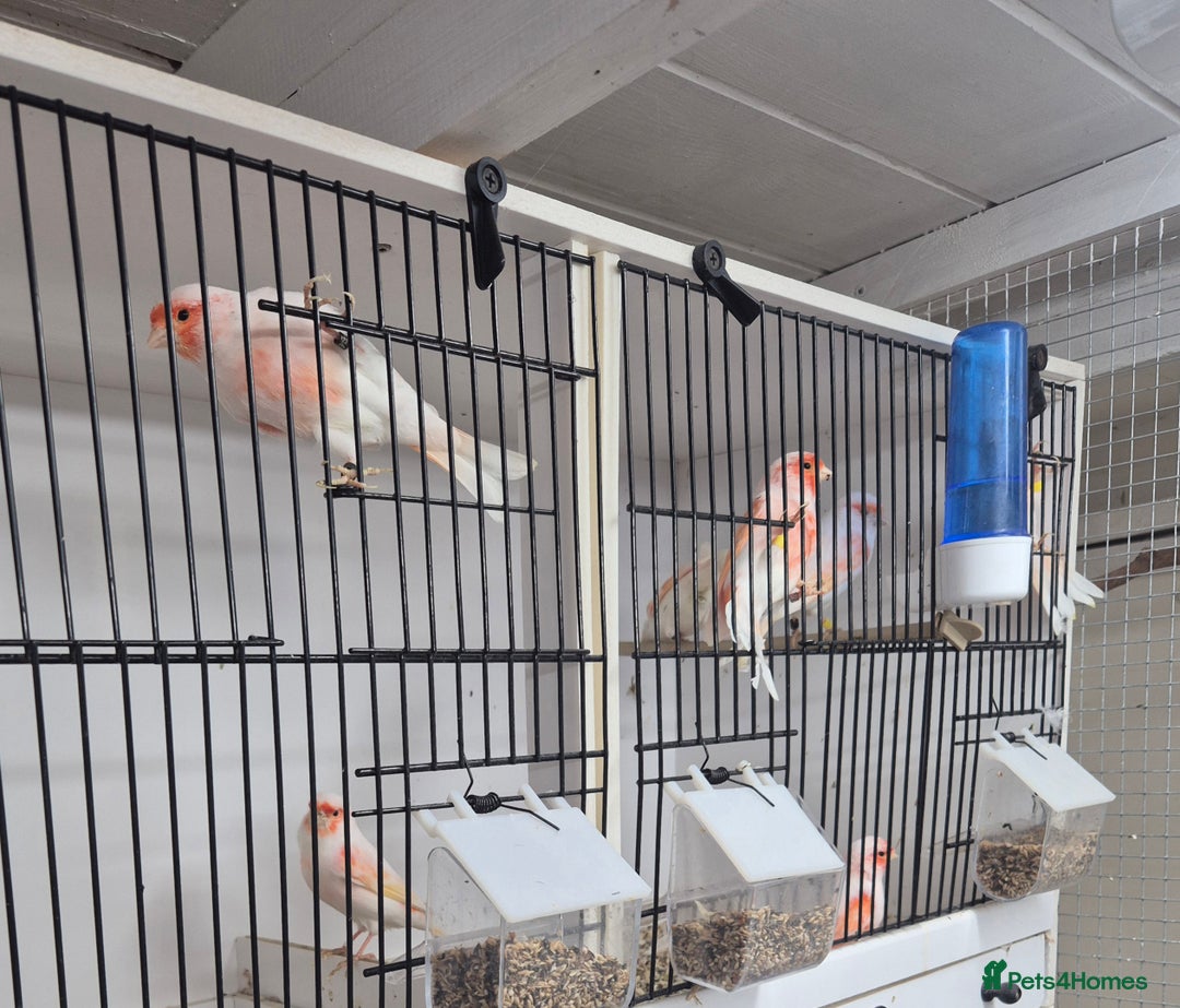 Canaries birds for sale: Stunning Red Mosaic Canaries - Image 2