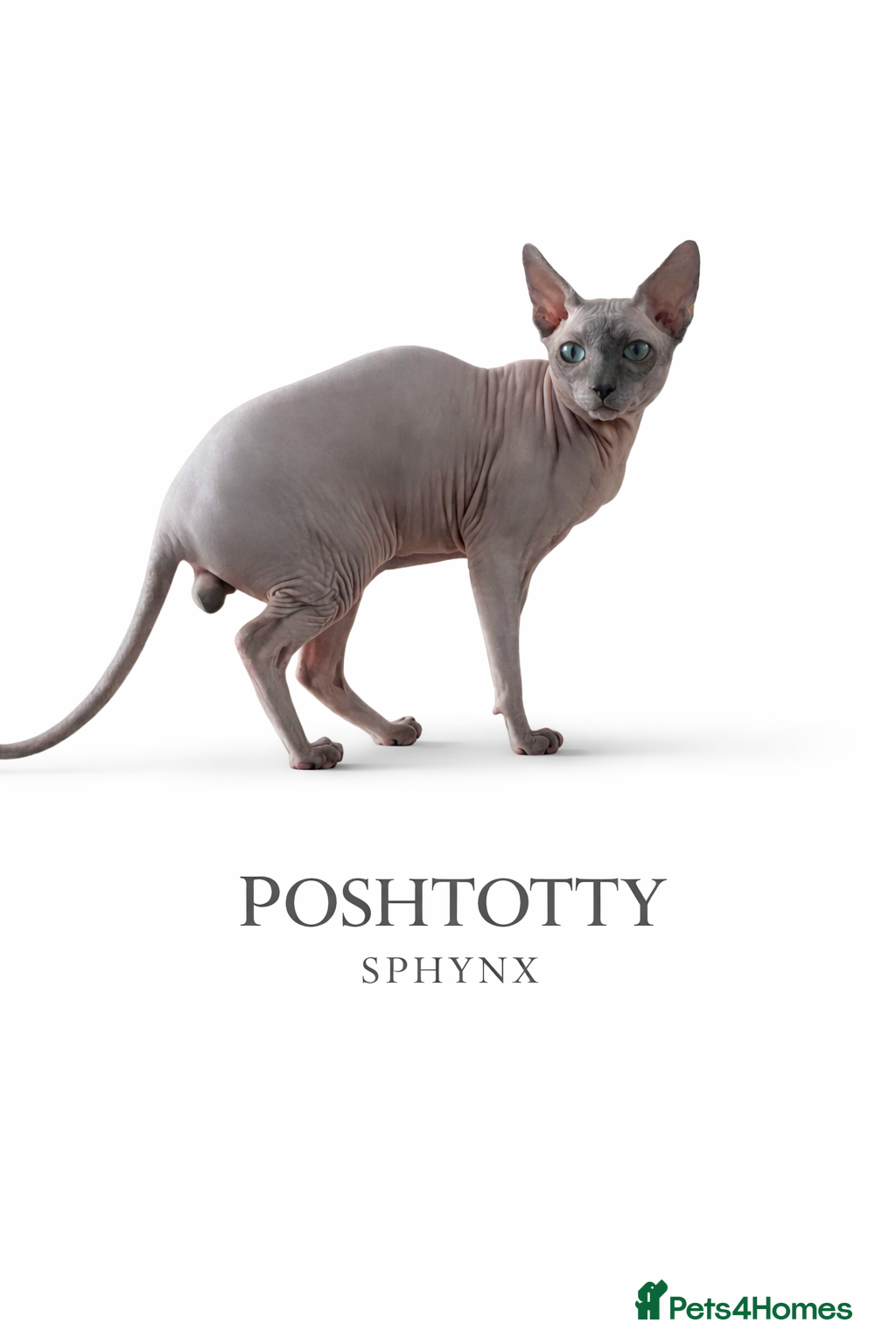 Sphynx cats TICA Active - European Champion Bloodlines - Advert 18